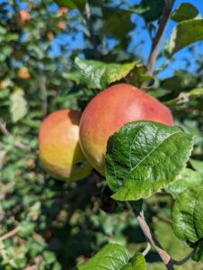 Apple Picking